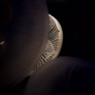 Glowing Jellyfish with Starry Background