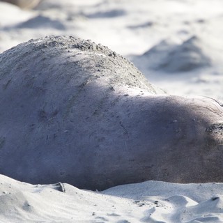 Elephant Seal Pup Resting on Sandy Beach