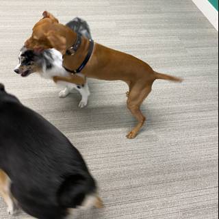 Playtime in the Office