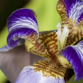 Vibrant Iris Flower in Fiji