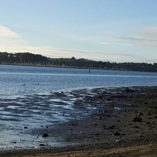 Serene Shoreline with Fowl