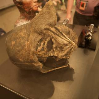 Ancient Skull on Display