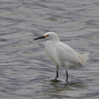 Elegance in the Wetlands