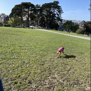 Playful Day in Alamo Square