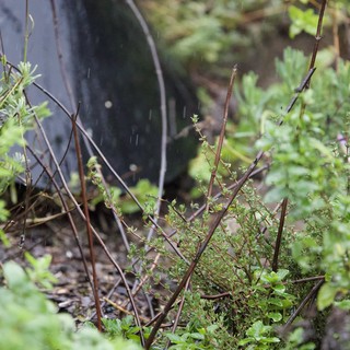 Abandoned Tire Among Spring Growth in Natural Setting