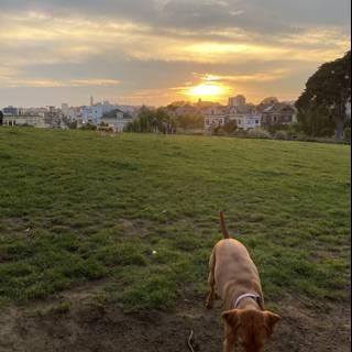Sunset Stroll with Man's Best Friend