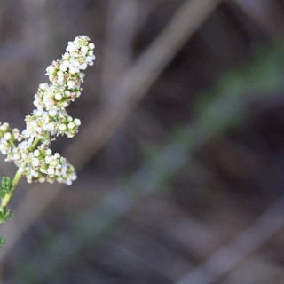 Delicate White Wildflower Blooms on Mt. Diablo Trail