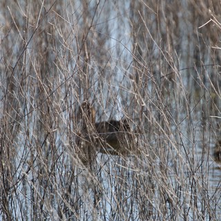 Hidden Waterfowl in Winter Wetland Grasses