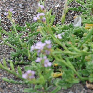 Delicate Beach Flowers Blooming in Sandy Gravel