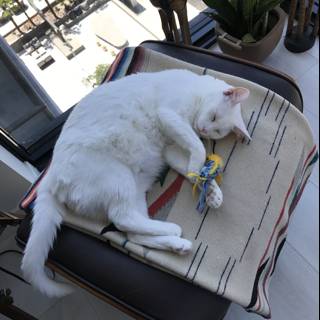 White Cat Relaxing on Chair with Toy