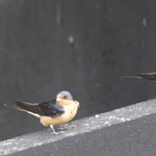 Feathered Companions at Rest
