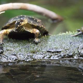 Turtles at Rest