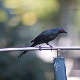 Blackbird Perched on Metal Pole