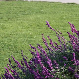 Purple Lupin in a Grassland Field