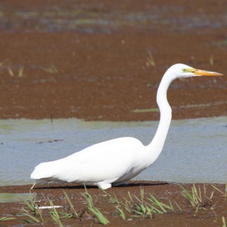 Great Egret Wading in Shallow Wetland Waters