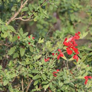 Delicate Balance: Fort Mason's Hummingbird Encounter