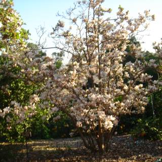 Blossoming Tree in Garden