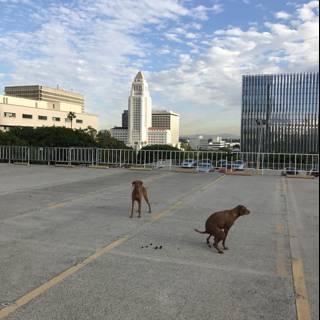 Two Vizslas Stroll by LA Skyscrapers