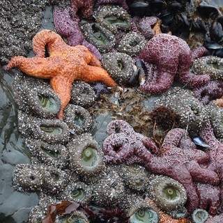 Vibrant Starfish and Anemones at Low Tide