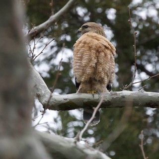 Red-Shouldered Hawk Perched on Winter Branch