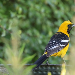 Hooded Oriole Perched on Garden Fence Rail