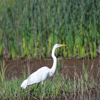 Great Egret Hunting in Wetland Grasses at Dusk