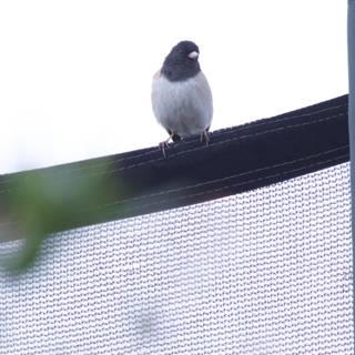 Perched on the Edge