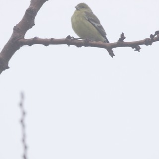Greenfinch Perched on Bare Winter Branch