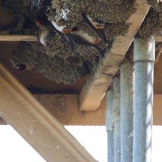 Barn Swallows Nesting Under Wooden Structure at Yolo Bypass