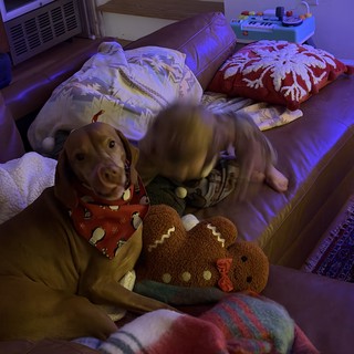 Golden Retriever's Cozy Nighttime Nest with Stuffed Animals