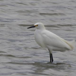 Majestic Egret in the Bay