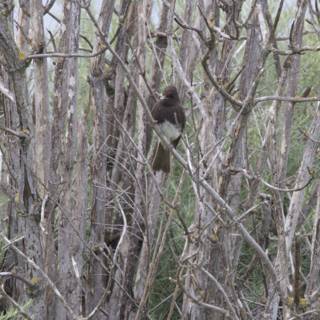 Hidden in the Branches