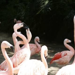 A Flock of Pink Feathers