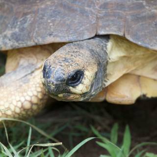 Ancient Gaze: A Tortoise at Honolulu Zoo
