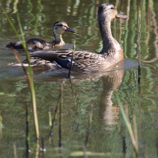 Female Mallards Swimming in Calm Wetland Waters