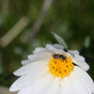 Busy Bee on a White Daisy