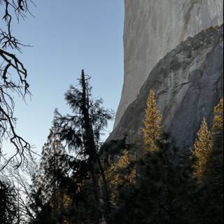 Majestic Conifer Rock at Yosemite National Park