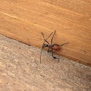 Curious Encounter with a Red Assassin Bug