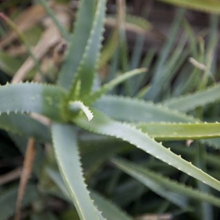 Succulent Aloe Vera Plant with Serrated Edges