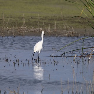 Great Egret Wading in Flooded Rice Field