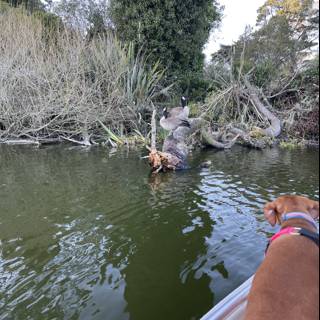 Swimming with a Stick