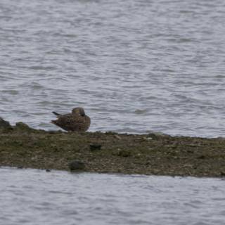 Tranquil Moment by the Shore