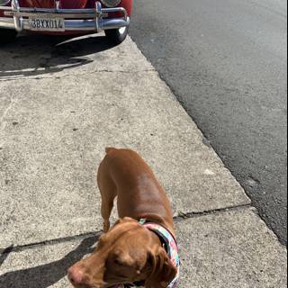 Urban Canine and Car