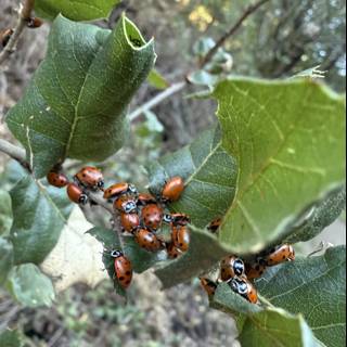 Ladybug Gathering in the Winter Sun