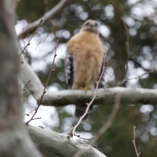 Cooper's Hawk Perched in Winter Forest