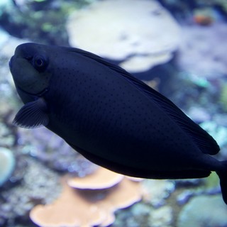 Black Tang Fish Swimming in Coral Reef Aquarium