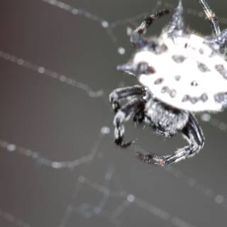 Garden Spider with Black and White Spots