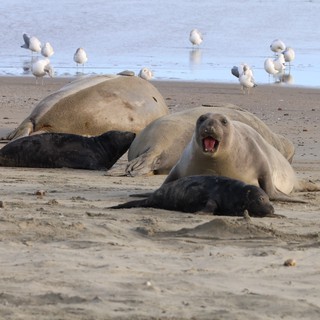 Elephant Seal Mother Vocalizing with Pups at Beach
