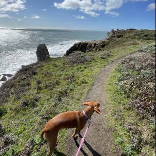 A Canine Adventure at Jenner Beach