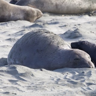 Elephant Seal Pup Resting on Sandy Beach